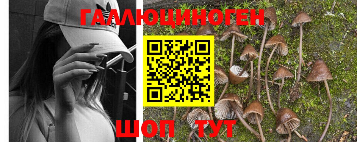Галлюциногенные грибы Psilocybine cubensis Иваново